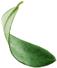 T.Oathan Biotech Co.,Ltd. | PILIPALA | XIAN XIAN | WEI WEI | CULI CULI