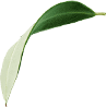 T.Oathan Biotech Co.,Ltd. | PILIPALA | XIAN XIAN | WEI WEI | CULI CULI