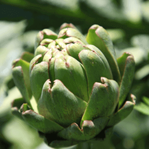 Artichoke Extract